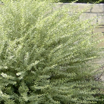 Ligustrum sinense - 'Swift Creek' Variegated Privet Ligustrum sinense - 'Swift Creek' Variegated Privet