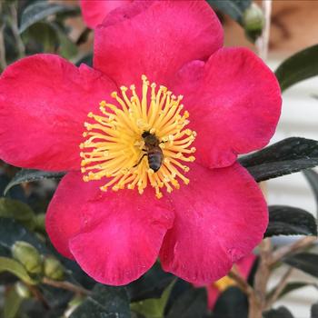 'Yuletide' - Camellia 'Yuletide' - Camellia
