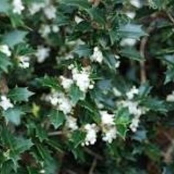 'Kaori Hime' - Osmanthus 'Kaori Hime' - Osmanthus
