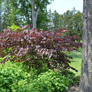 'Forest Pansy' - Redbud 'Forest Pansy' - Redbud