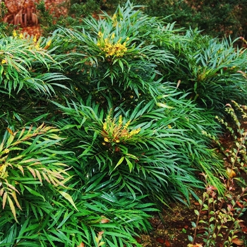 'Narihiri' - Mahonia 'Narihiri' - Mahonia