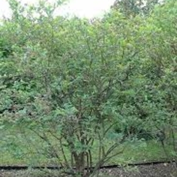 Vaccinium ashei - 'Premier' Rabbiteye Blueberry Vaccinium ashei - 'Premier' Rabbiteye Blueberry