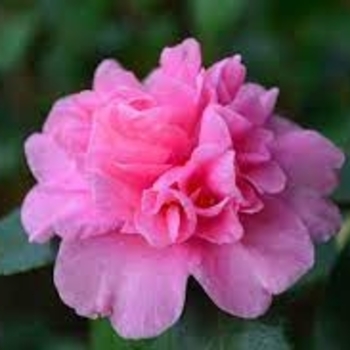 'Sparkling Burgundy' - Camellia 'Sparkling Burgundy' - Camellia