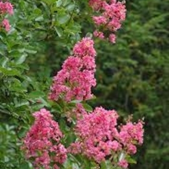 'Hopi' - Crape Myrtle 'Hopi' - Crape Myrtle
