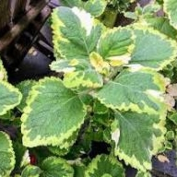 Lemon Twist - Plectranthus Lemon Twist - Plectranthus