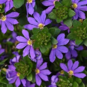 Multiple Colors - Fan Flower Multiple Colors - Fan Flower