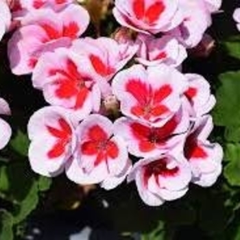 Multiple Colors - Geranium 'Americana' Variety Multiple Colors - Geranium 'Americana' Variety