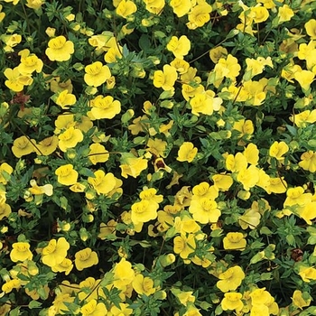 Garden Freckles - Mecardonia Garden Freckles - Mecardonia