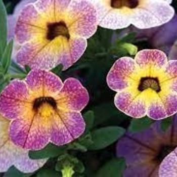 Multiple Colors - Million Bells 'Chameleon®' Variety Multiple Colors - Million Bells 'Chameleon®' Variety