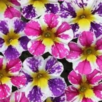 Multiple Colors - Million Bells 'Candy Shop' Variety Multiple Colors - Million Bells 'Candy Shop' Variety