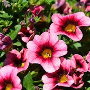 Multiple Colors - Million Bells 'Hula' Variety Multiple Colors - Million Bells 'Hula' Variety