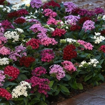 Multiple Colors - Pentas Star Cluster Multiple Colors - Pentas Star Cluster