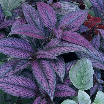 Strobilanthes dyerianus - Persian Shield Strobilanthes dyerianus - Persian Shield