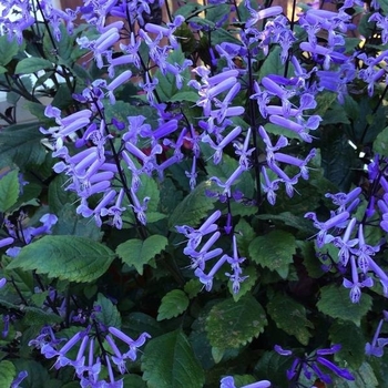 Mona Lavender - Plectranthus Mona Lavender - Plectranthus