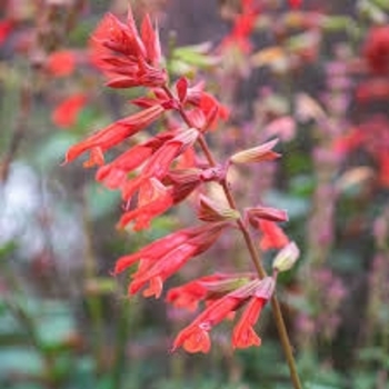 Multiple Colors - Salvia 'Skyscraper' Variety Multiple Colors - Salvia 'Skyscraper' Variety