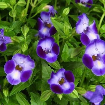 Multiple Colors - Torenia Multiple Colors - Torenia