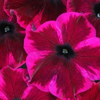 Multiple Colors - Petunia 'Crazytunia' Variety Multiple Colors - Petunia 'Crazytunia' Variety