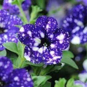 Multiple Colors - Petunia 'Headliner' Variety Multiple Colors - Petunia 'Headliner' Variety
