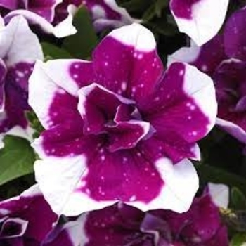 Multiple Colors - Petunia 'Sweet Sunshine' Variety Multiple Colors - Petunia 'Sweet Sunshine' Variety