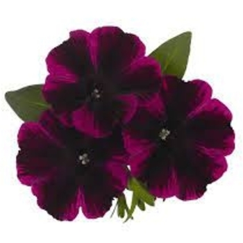 Multiple Colors - Petunia 'Sweetunia' Variety Multiple Colors - Petunia 'Sweetunia' Variety