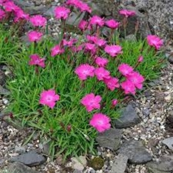 Pink - Dianthus Pink - Dianthus