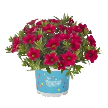 Multiple Colors - Million Bells 'Aloha Kona' Variety Multiple Colors - Million Bells 'Aloha Kona' Variety