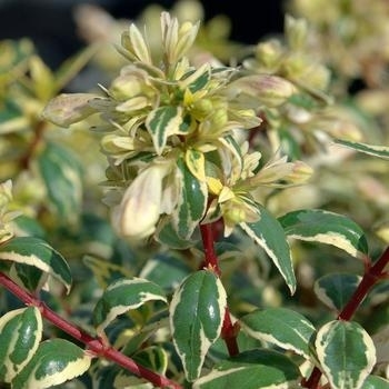 Radiance - Abelia Radiance - Abelia