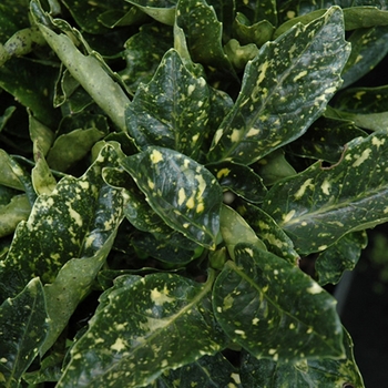 Dwarf Gold Dust - Aucuba Dwarf Gold Dust - Aucuba