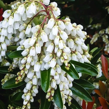 'Temple Bells' - Pieris 'Temple Bells' - Pieris