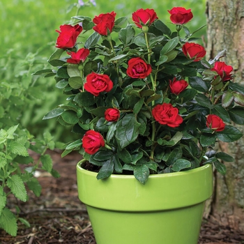 Red - Rose 'Petite Knock Out' Variety Red - Rose 'Petite Knock Out' Variety
