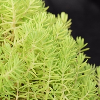 Lemon - Sedum Lemon - Sedum