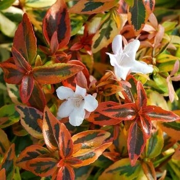 Kaleidoscope - Abelia Kaleidoscope - Abelia