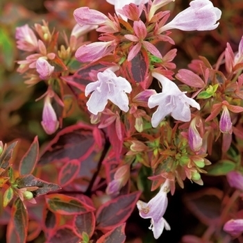 Sunshine Daydream - Abelia Sunshine Daydream - Abelia
