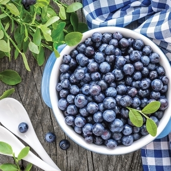 'Sunshine Blue' - Blueberry 'Sunshine Blue' - Blueberry