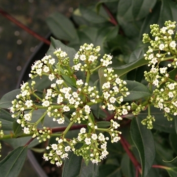 'Moonlit Lace' - Viburnum 'Moonlit Lace' - Viburnum