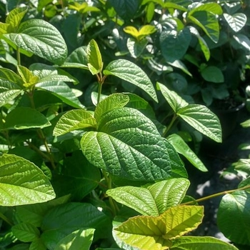 'Fugitive' - Viburnum 'Fugitive' - Viburnum