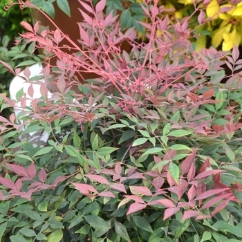 'Obsession' - Nandina 'Obsession' - Nandina