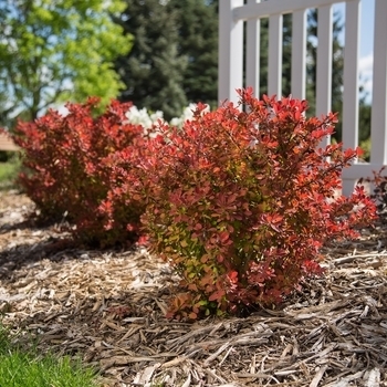 'Toscana' - Barberry 'Toscana' - Barberry