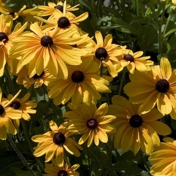Multiple Varieties - Black-Eyed Susan Multiple Varieties - Black-Eyed Susan