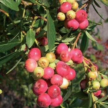 'Pink Lemonade' - Blueberry 'Pink Lemonade' - Blueberry