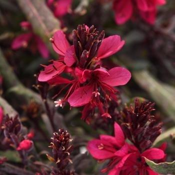 Gaura lindheimeri (Wand Flower) - Belleza® Dark Pink Improved Gaura lindheimeri (Wand Flower) - Belleza® Dark Pink Improved