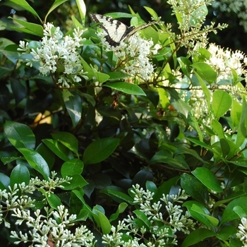 'Waxleaf' - Ligustrum 'Waxleaf' - Ligustrum