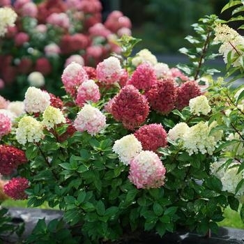 'Little Lime Punch' - Hydrangea 'Little Lime Punch' - Hydrangea