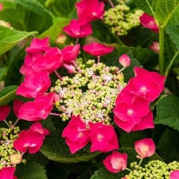 Cherry Explosion - Hydrangea Bloomables Series Cherry Explosion - Hydrangea Bloomables Series