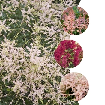 Multiple Varieties - Astilbe Multiple Varieties - Astilbe