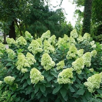 'Limelight Prime' - Hydrangea 'Limelight Prime' - Hydrangea
