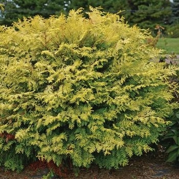 Chamaecyparis obtusa - 'Night Light™' Hinoki Falsecypress Chamaecyparis obtusa - 'Night Light™' Hinoki Falsecypress