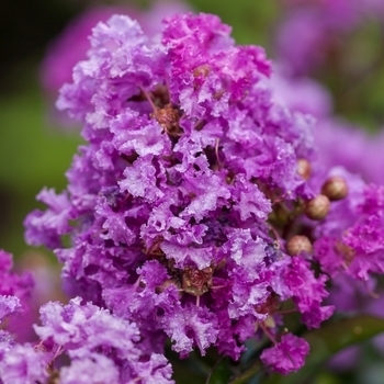 'Purple Magic' - Crape Myrtle 'Purple Magic' - Crape Myrtle