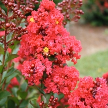 'Ruffled Red Magic' - Crape Myrtle 'Ruffled Red Magic' - Crape Myrtle
