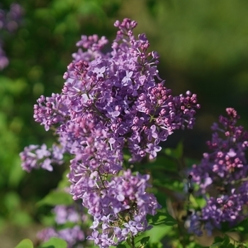 Scentara Pura - Lilac Scentara Pura - Lilac